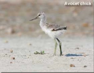 Aves en Almeria, Andalucia